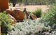 Kangaroos In The Top Paddock - thumb 0