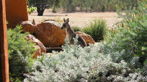 Kangaroos In The Top Paddock - VIC Tourism 0