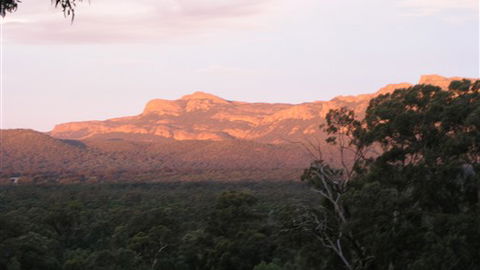 Kangaroos In The Top Paddock - VIC Tourism 2