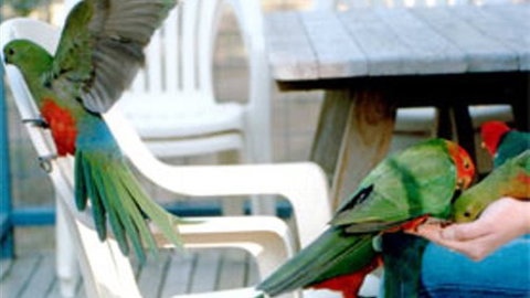 Lorne Bush House Cottages & Eco Retreats - VIC Tourism 3