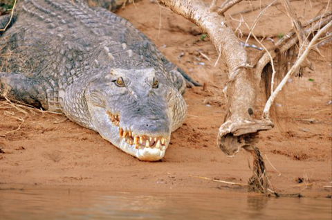 Mount Nancar Wilderness Retreat - VIC Tourism 4