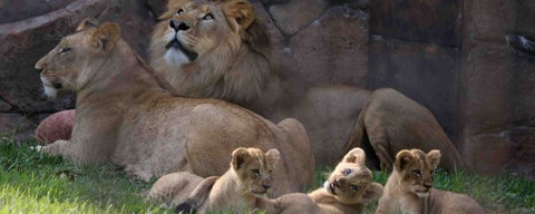 Billabong Koala And Wildlife Park - VIC Tourism 1