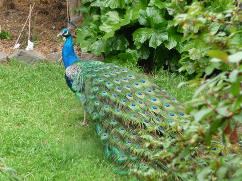 Eurambeen Historic Homestead And Gardens - VIC Tourism 4