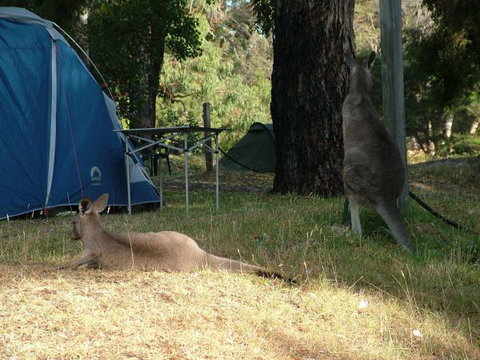 Grampians Paradise Camping And Caravan Parkland - VIC Tourism 8