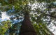 Bunya Mountains Accommodation Centre - thumb 4