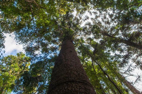 Bunya Mountains Accommodation Centre - VIC Tourism 4