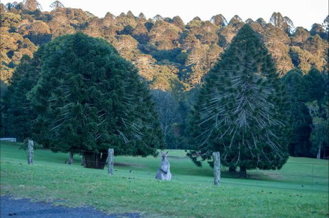 Bunya Mountains Accommodation Centre - VIC Tourism 8