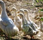 Duck Duck Goose Bed and Breakfast - VIC Tourism