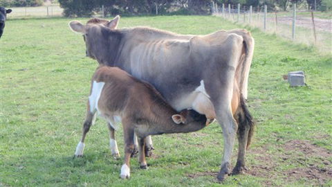 Animal Land - VIC Tourism 0