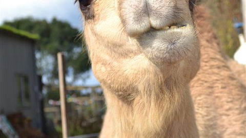 Sea Glimpse Farm Stay - VIC Tourism 4