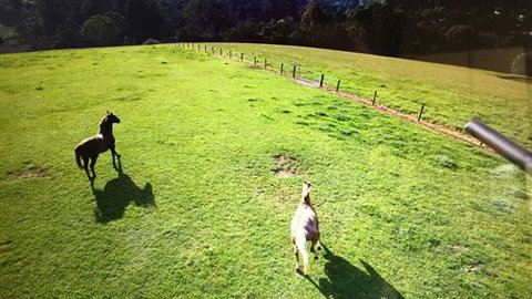 Farm Accommodation - VIC Tourism 4