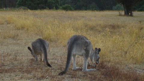 Kunala Chalet - Pinnacle Valley Resort - VIC Tourism 3