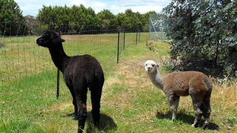 Halls Haven Resort - VIC Tourism 6