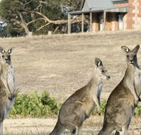 Grampians Pioneer Cottages - VIC Tourism