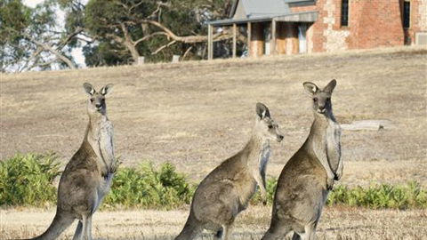 Grampians Pioneer Cottages - VIC Tourism 0