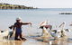 Loverings Lodge - Emu Bay - thumb 1