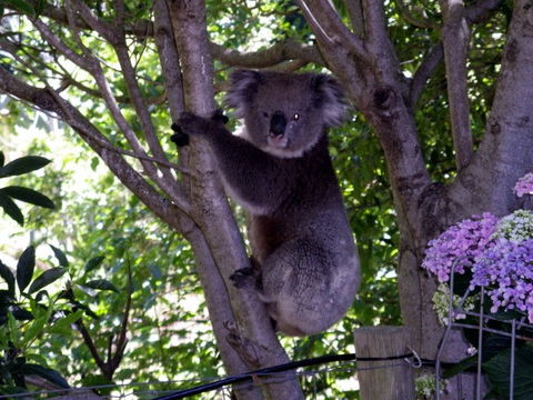 Adelaide Hills Bed & Breakfast Accommodation - VIC Tourism 4
