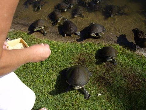 Alexander Lakeside Bed & Breakfast - VIC Tourism 2