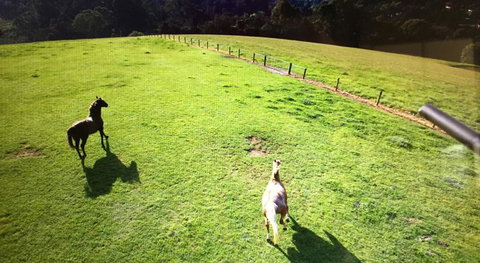 Farm Accommodation - VIC Tourism 8