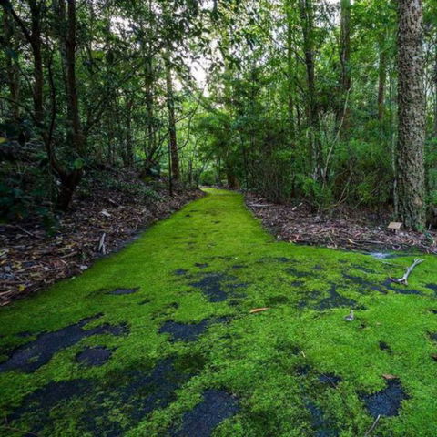 Booderee National Park: Green Patch Camping Area - VIC Tourism 0