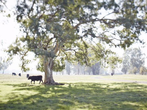 WillOaks B&B - VIC Tourism 7