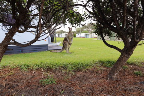Anglesea Family Caravan Park - VIC Tourism 3
