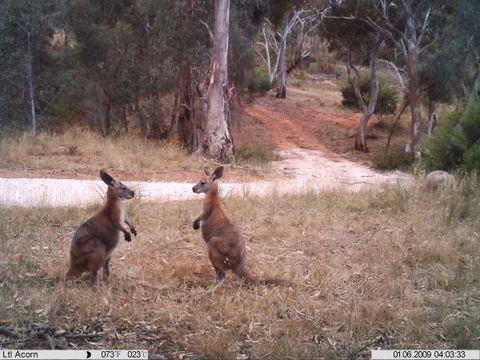 Beetaloo Grove - VIC Tourism 3