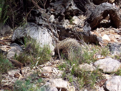 Beetaloo Grove - VIC Tourism 4