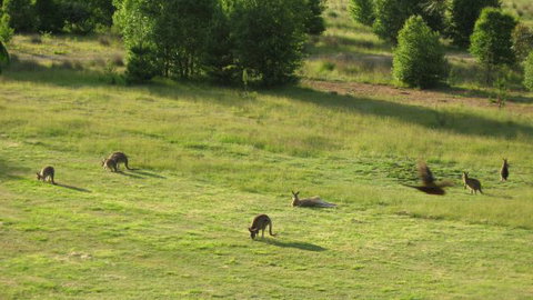 Cool Mountain Lodge - VIC Tourism 5