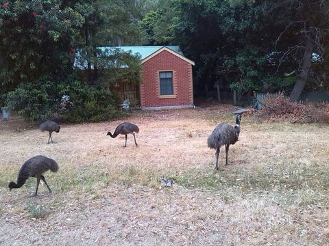 Boronia Peak Villas - VIC Tourism 5