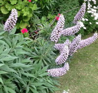 Padthaway Caravan Park - VIC Tourism