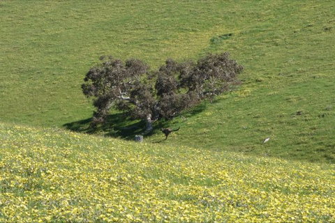 Morella Farm Stay - VIC Tourism 9