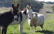 Avaleigh Elms Farmstay - thumb 0