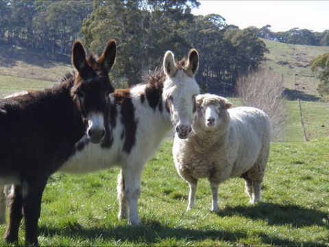 Avaleigh Elms Farmstay - VIC Tourism 0