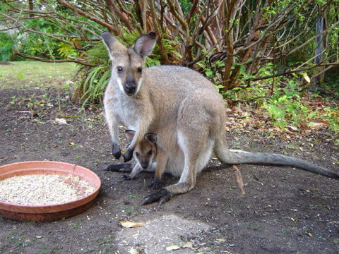 Halcyon Retreat - VIC Tourism 9