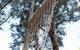 Kinglake Forest Adventures Camp - thumb 4