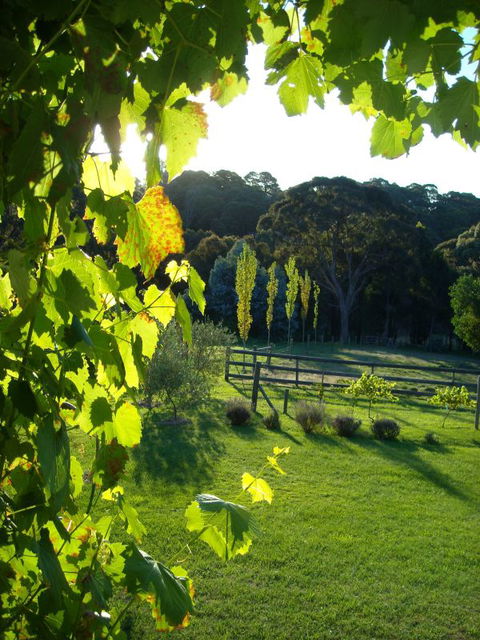 Old Chilli B&B Daylesford - VIC Tourism 3