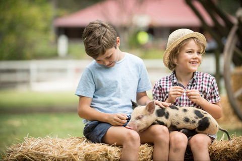 Paradise Country Farmstay - VIC Tourism 8