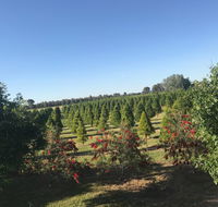 Rutherglen Christmas Trees Farm Stay - VIC Tourism