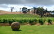 Sandalwood Shearing Shed - thumb 7