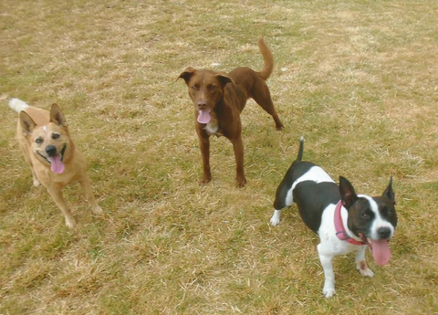 Hillcrest Pet Resort - VIC Tourism 4
