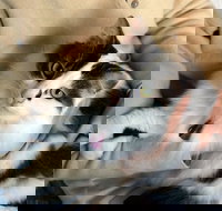 Pet Buddy - VIC Tourism