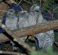 BIG4 Kelso Sands Holiday  Native Wildlife Park - VIC Tourism