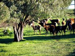 Caves Road Chalets - VIC Tourism 6