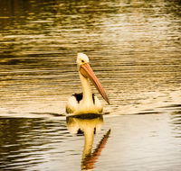 River Shack Rentals - Brenda Park - VIC Tourism