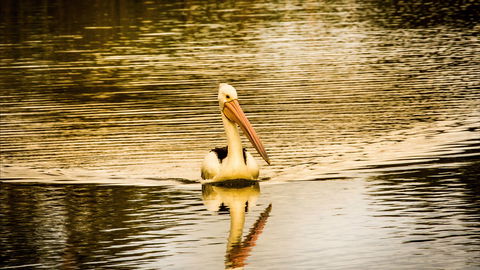 River Shack Rentals - Brenda Park - VIC Tourism 0