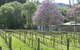Orchard Lodge - thumb 3