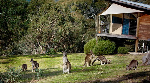 Eagle View Escape - VIC Tourism 3