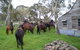 Reynella Kosciusko Rides Homestead - thumb 10