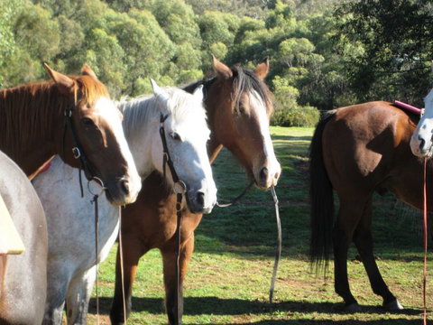 Reynella Kosciusko Rides Homestead - VIC Tourism 4